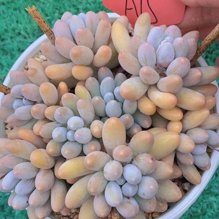 是吗亲爱勒不说话的