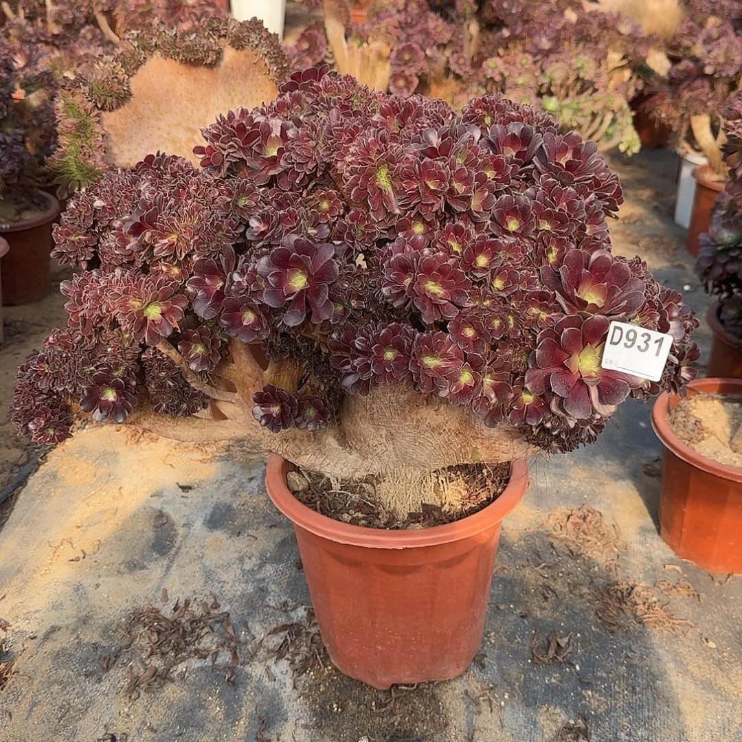 931欧紫朵朵一颗61冠服