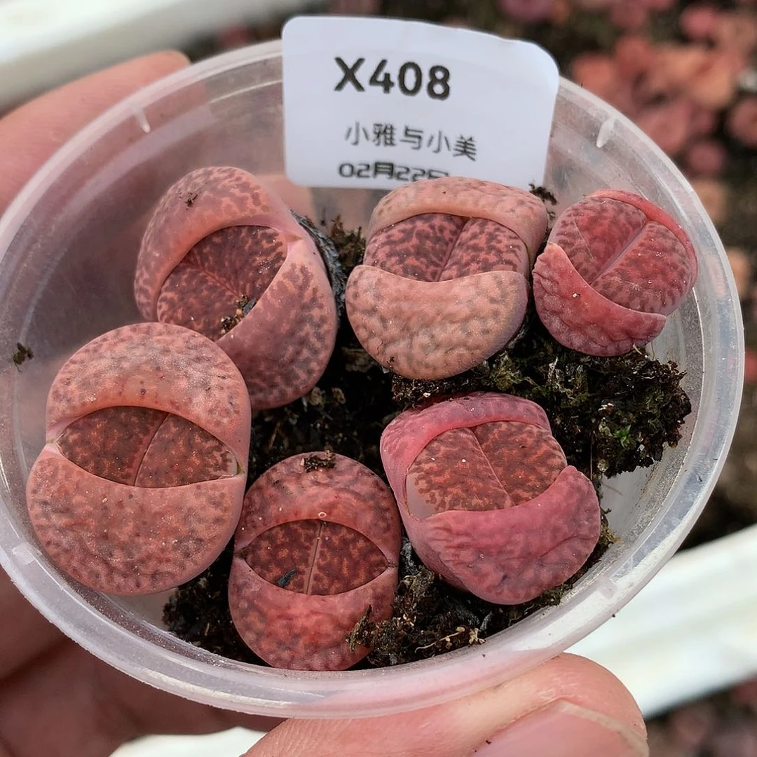 核****2X408多肉植物保护