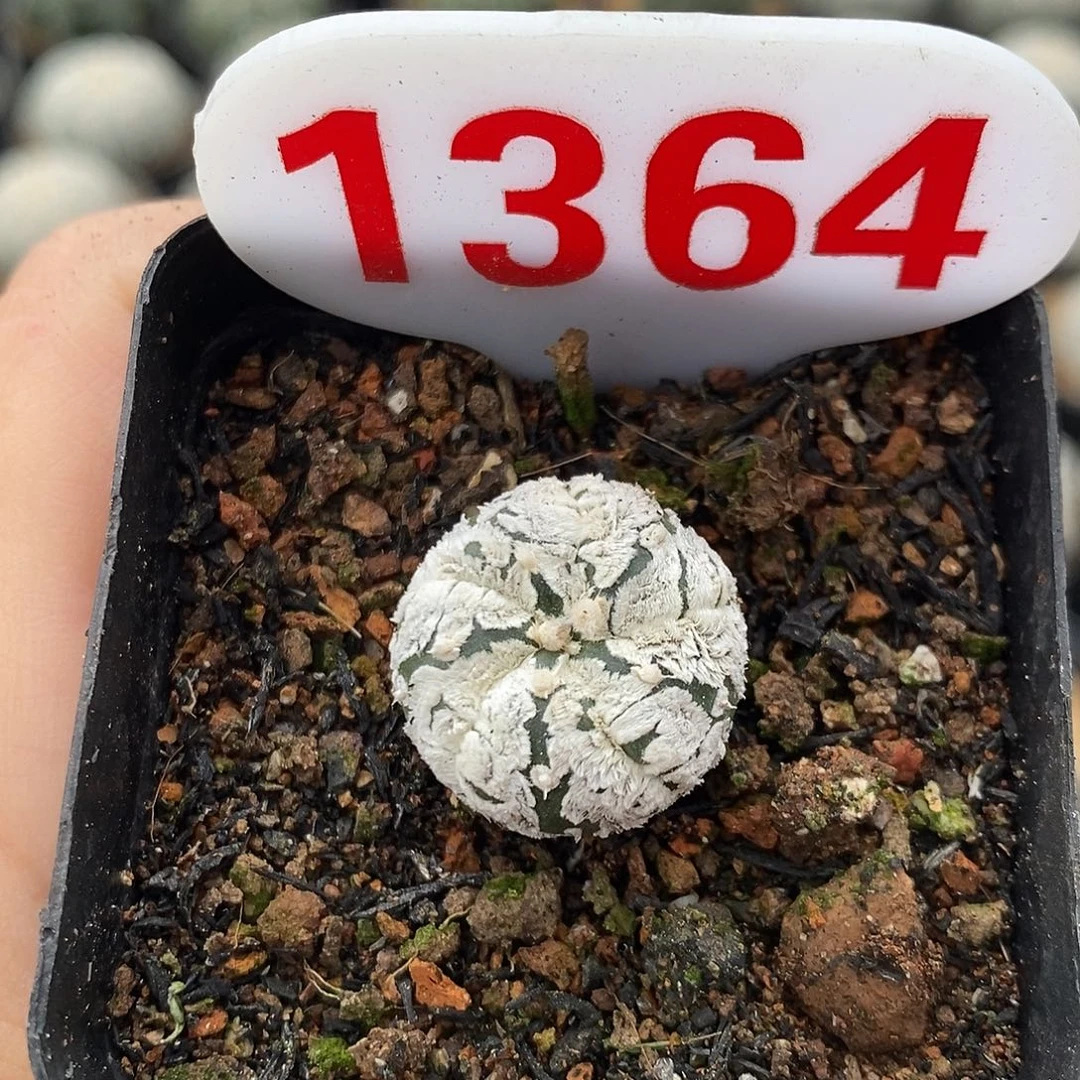 1364五愣浓白兜福利来