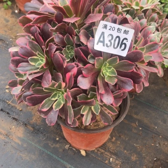 306金丝雀不包断枝