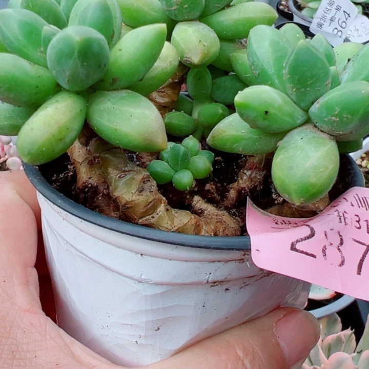 千代田多肉植物287