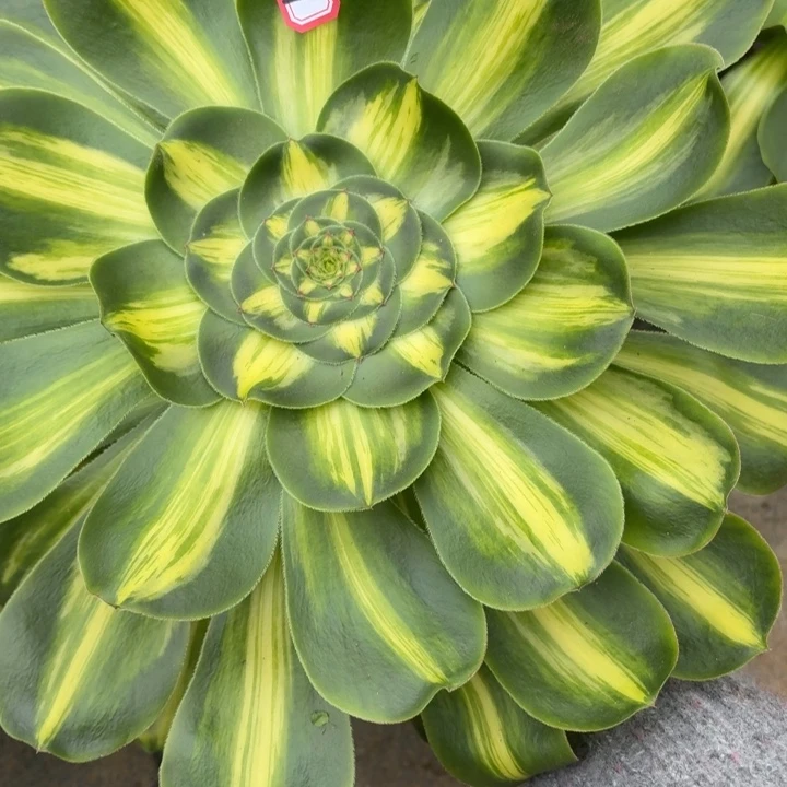 一物一拍暴君法师多肉137