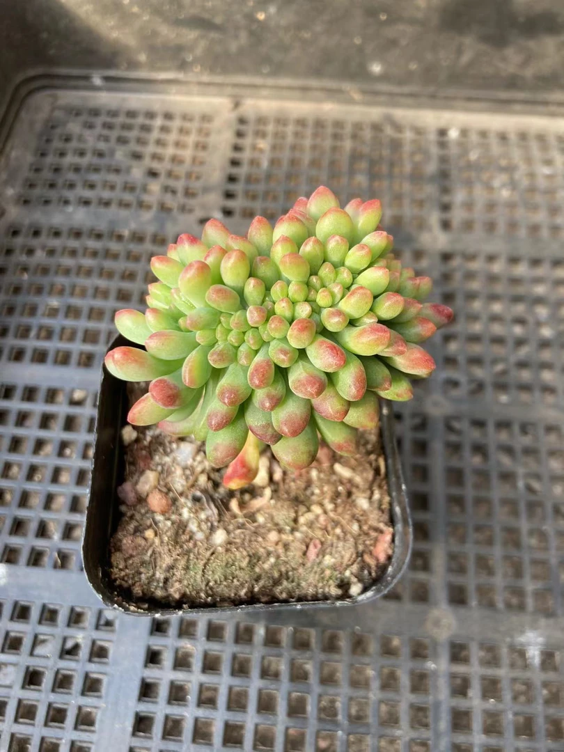 多肉植物 乙女心缀满12.9包邮