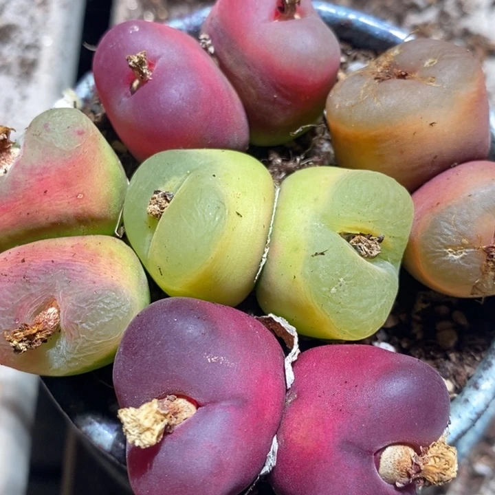 26220有伤一组一组