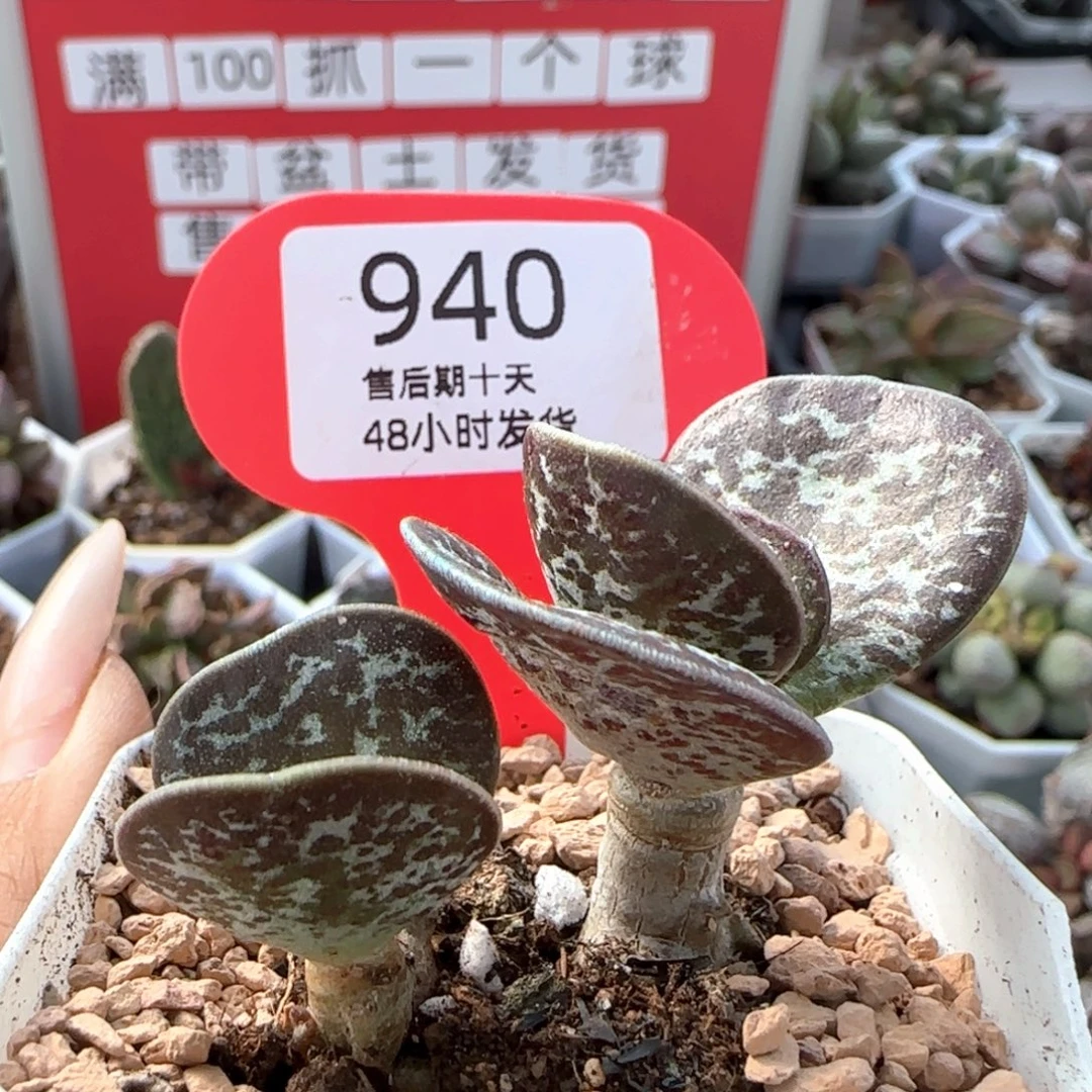 蝴蝶。      940。