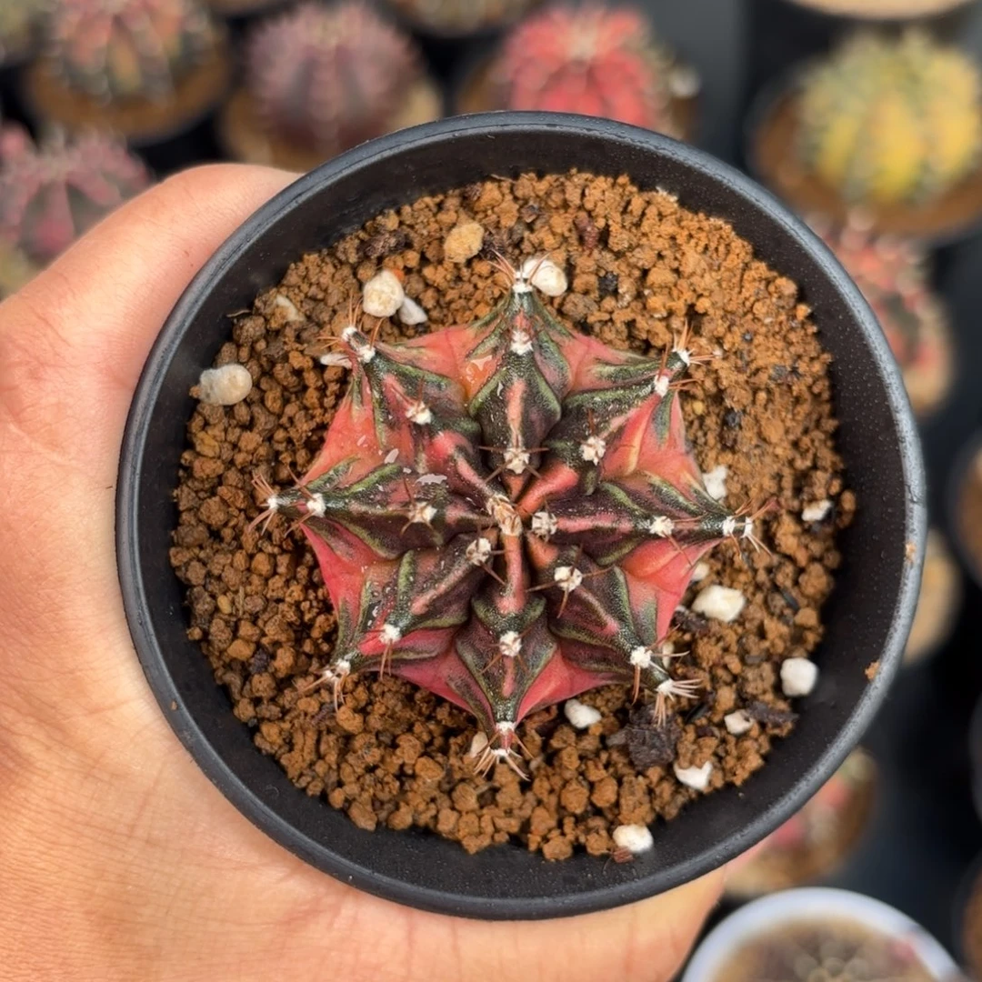 泰系米哈卡农昌后代实生525