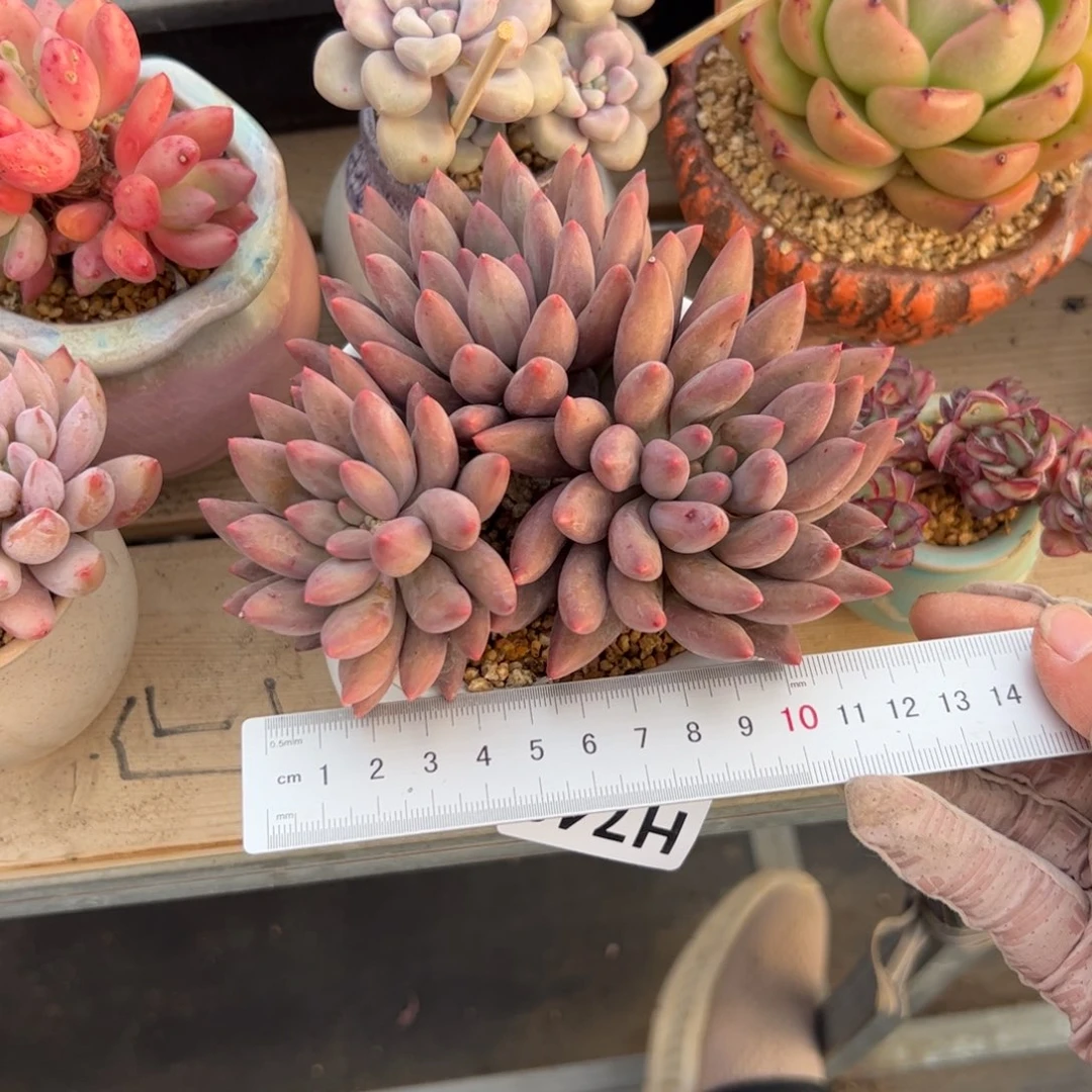 猫*-743多肉植物组合盆栽