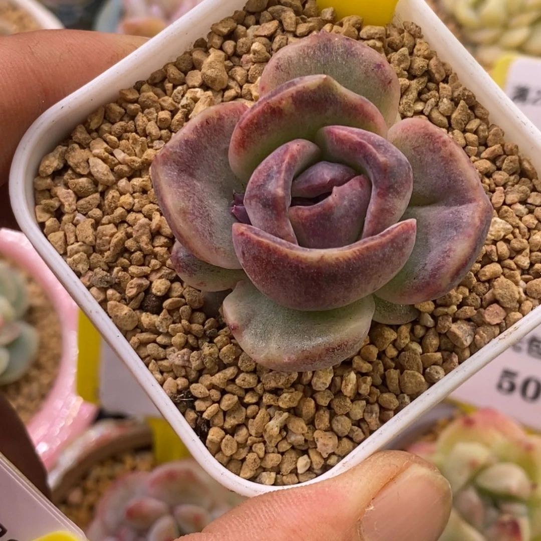 651蓝莓石化拉丝锦多肉植物