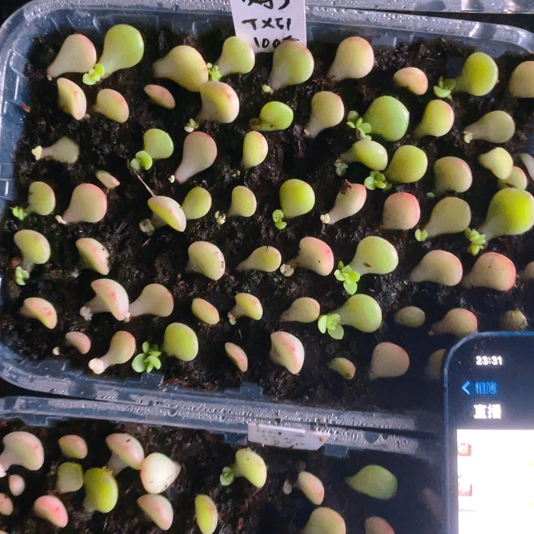 财富3 芝麻苗一个满25包邮