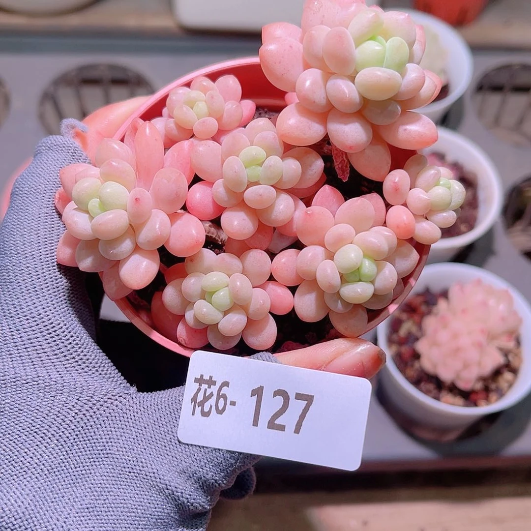 花06-127洛可可群