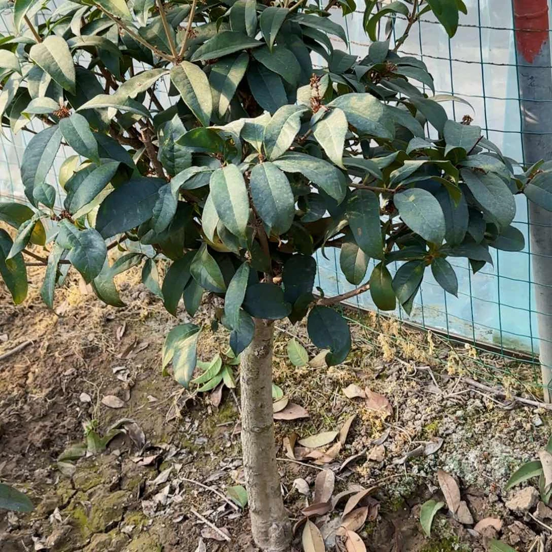 你**了桂花。四季桂系列