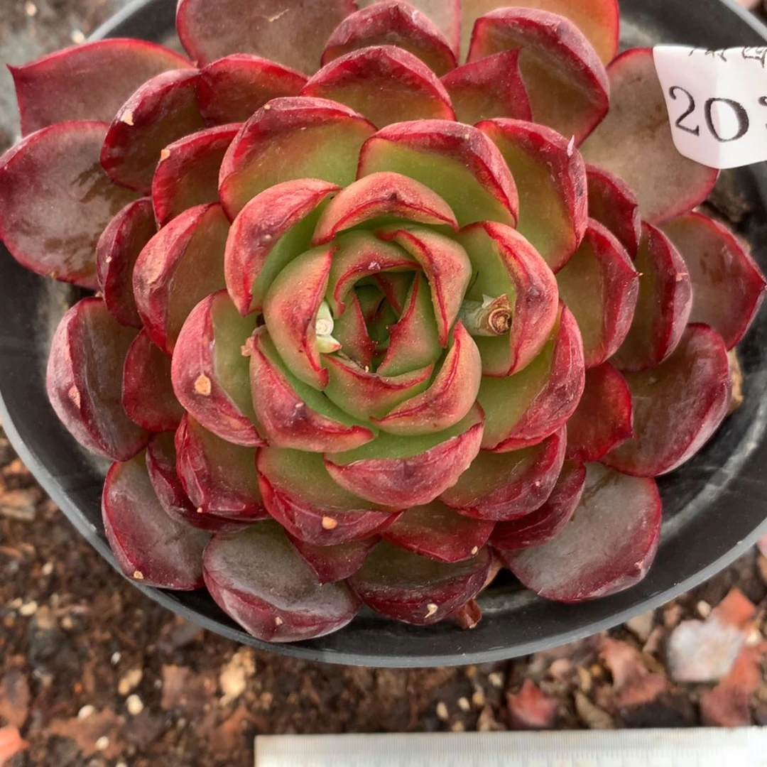 2026杂交精品基地9厘米