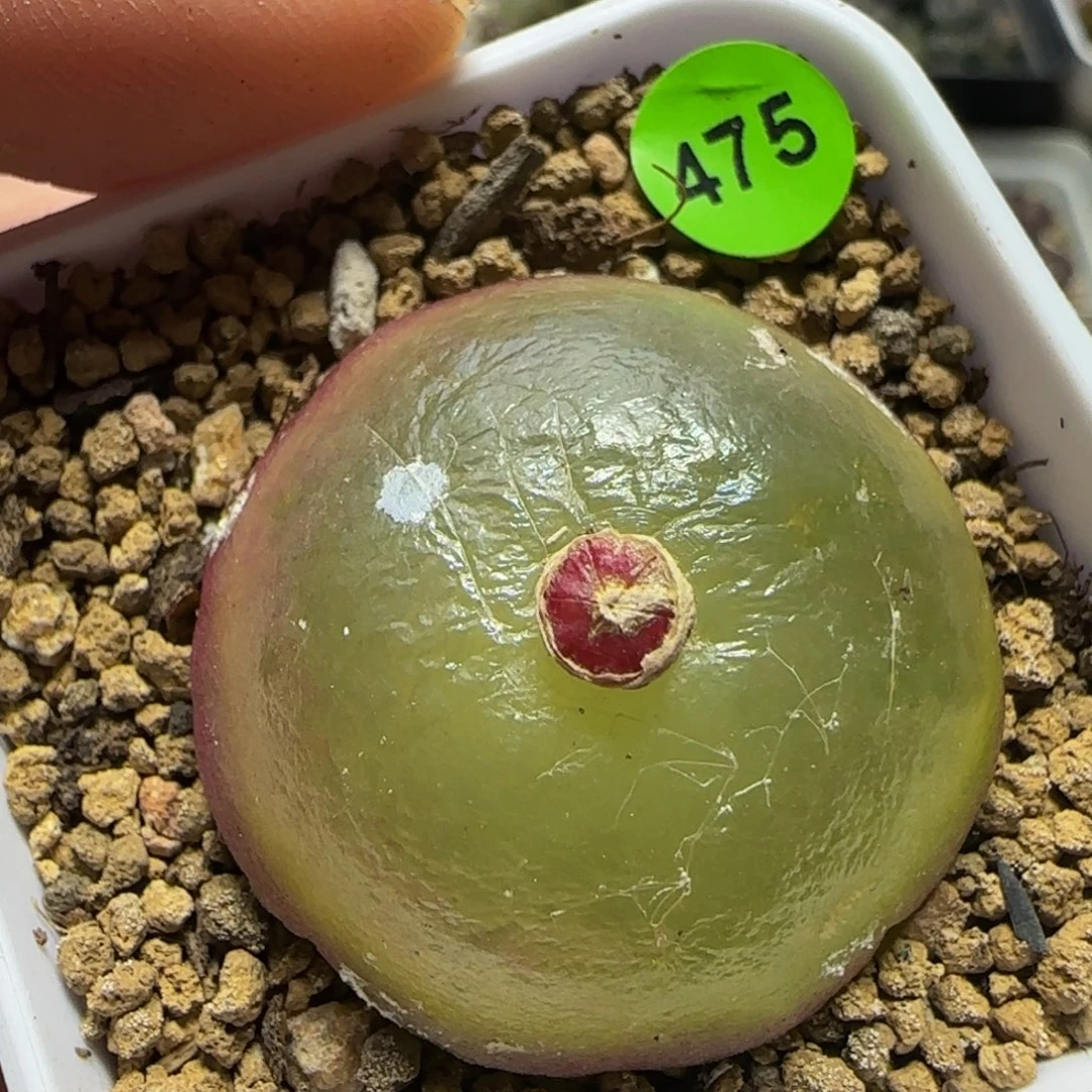 灯泡3.3多肉植物475
