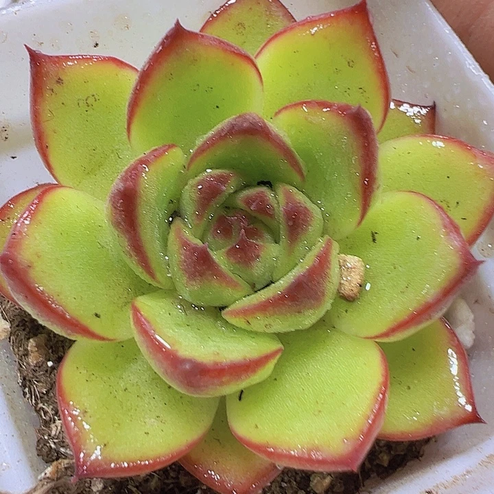 月亮石19包邮多肉植物