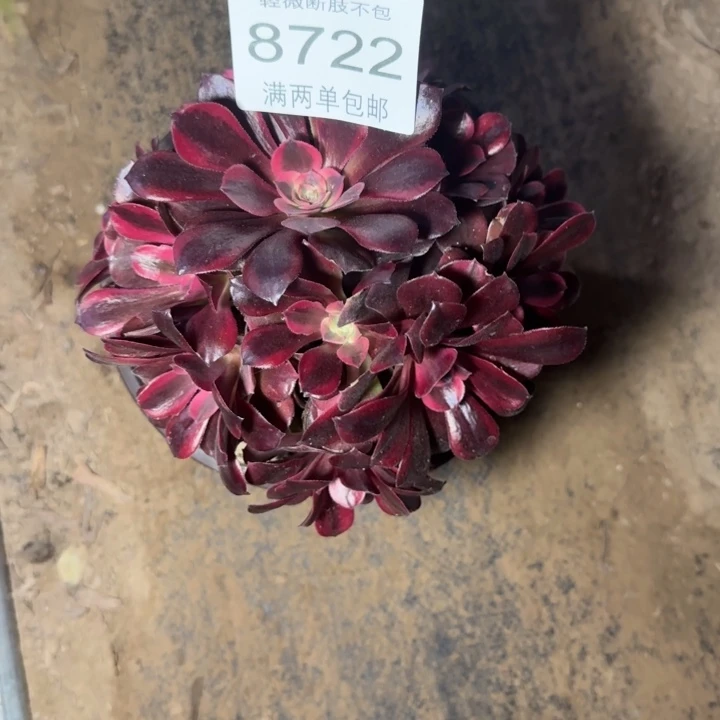 8722美杜莎多肉植物