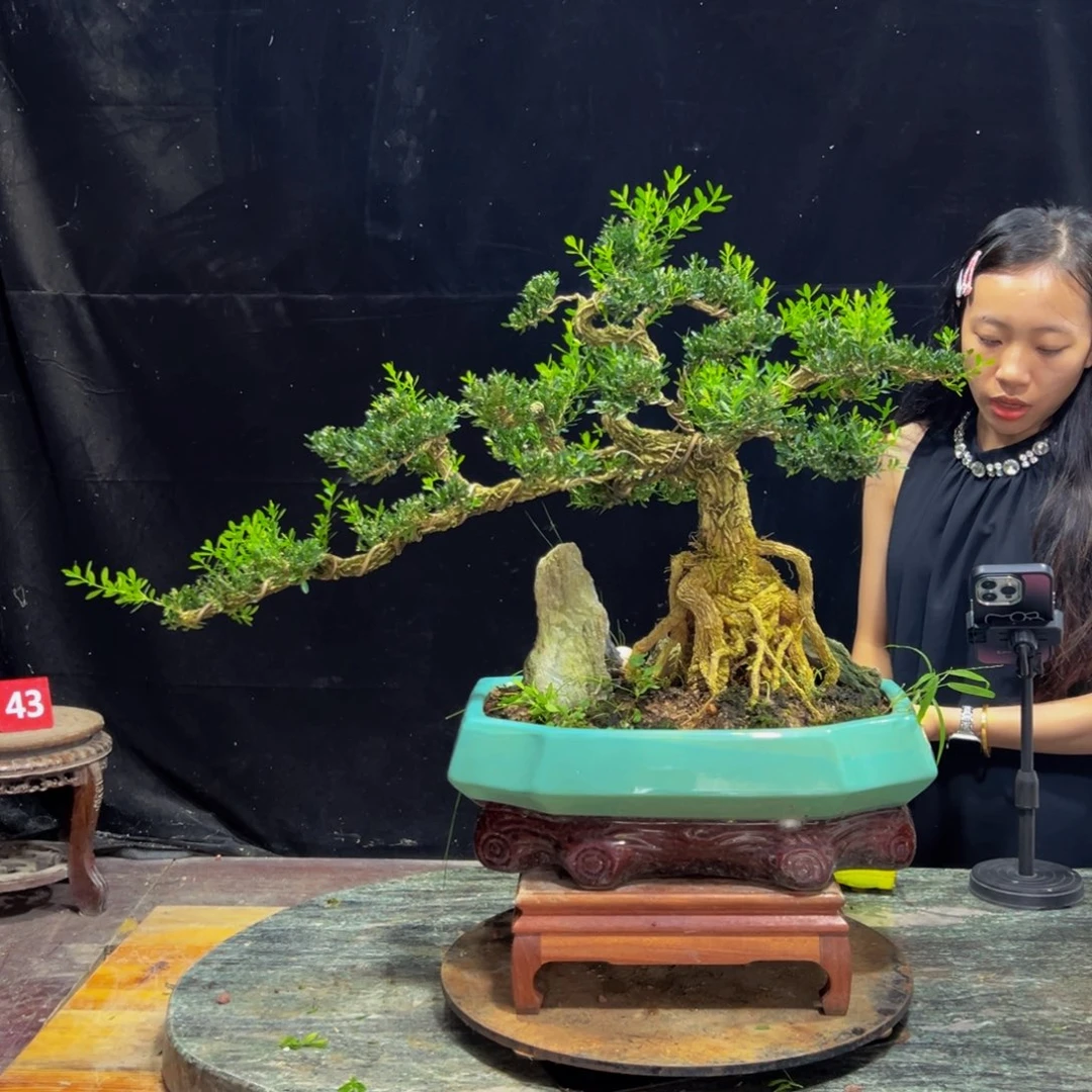 无花朵广东黄杨四季常青