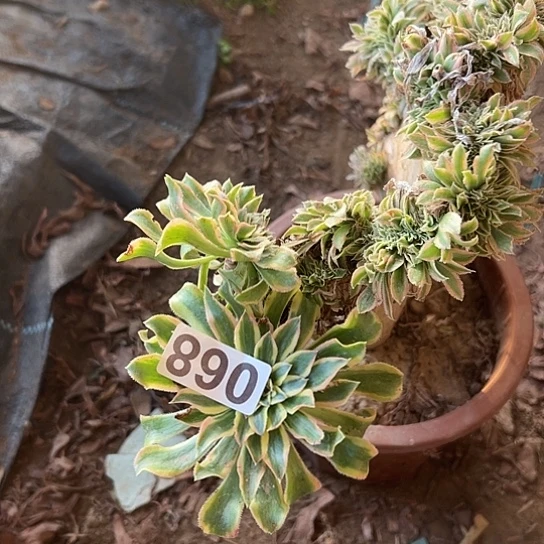 想***彬多肉植物一个西彦068