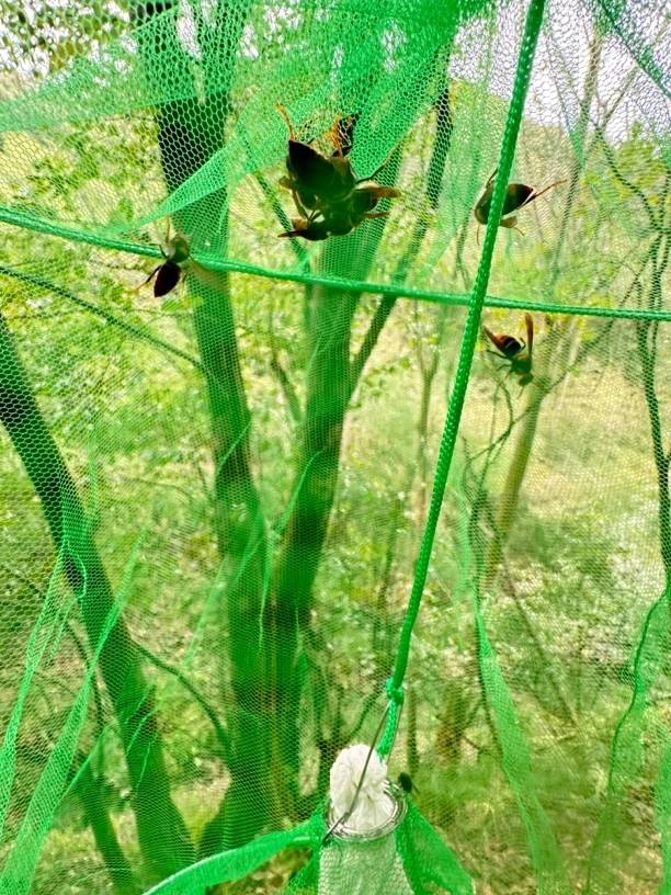 马蜂蜜蜂高效诱蜂捕蜂笼扎口方便取蜂，三角底碗更牢固，每单五十个