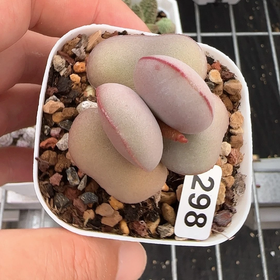 白肌红蛋多肉水泡298