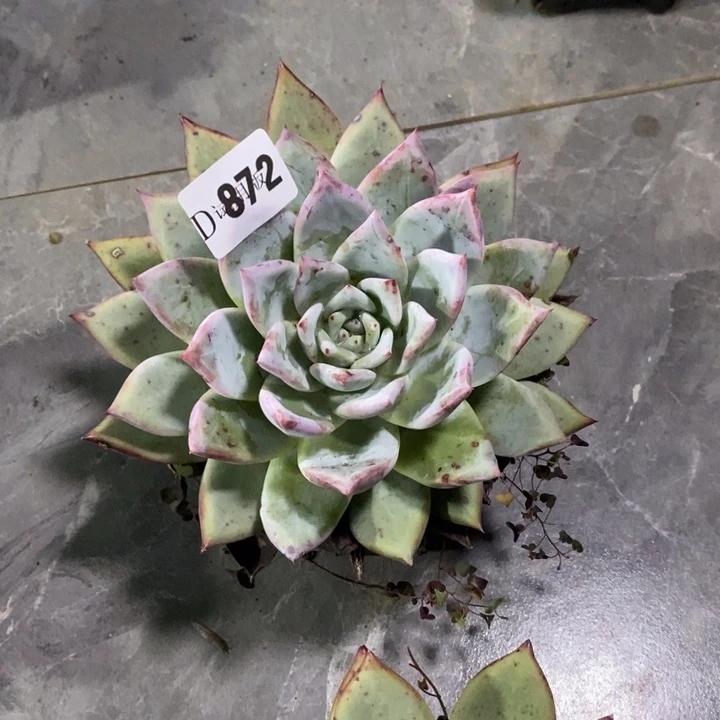 破***茧872祖母绿多肉植物多肉