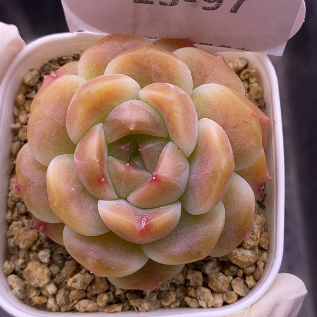 【闪购商品】23-97