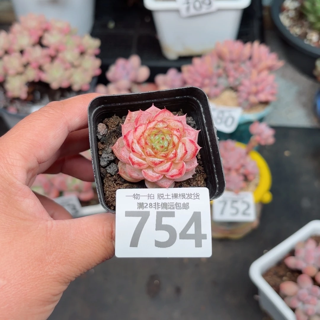 天鹅绒无盆土发货