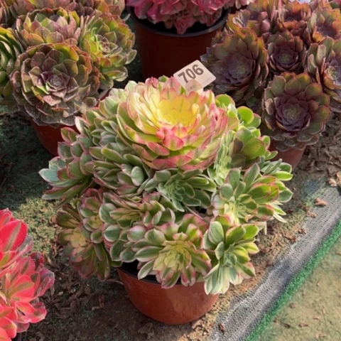 706海仙手捧多肉，