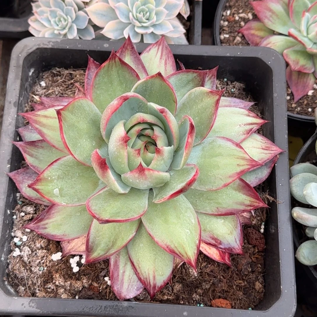 惊鸿一物一拍包装收缩花旱