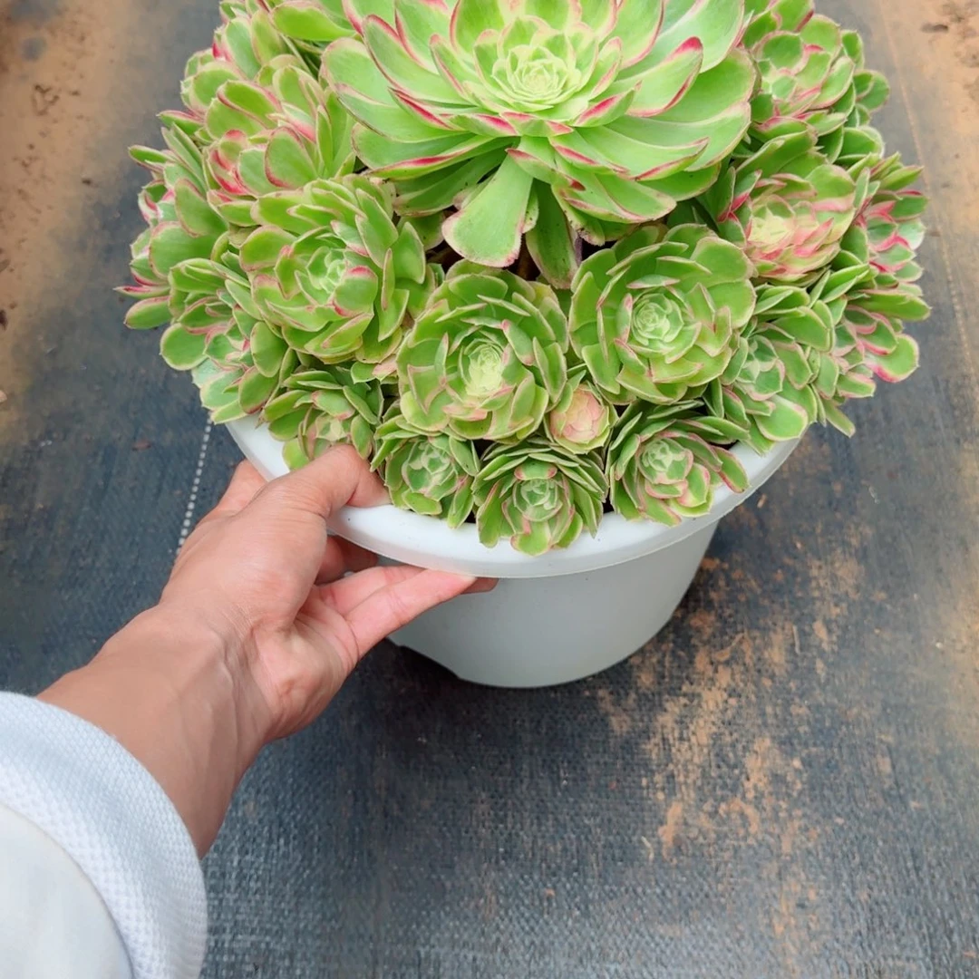 竹***无花朵hffjdjdhbebevevebebe