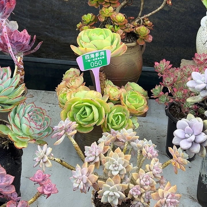 用***权碧桃多肉植物精华050片