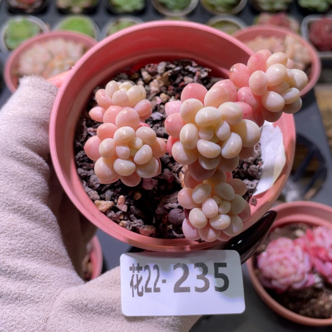 花利美22-235洛可可