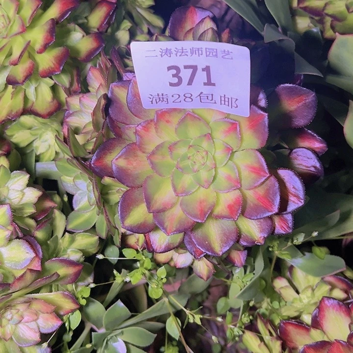 371海珊瑚多肉植物无根