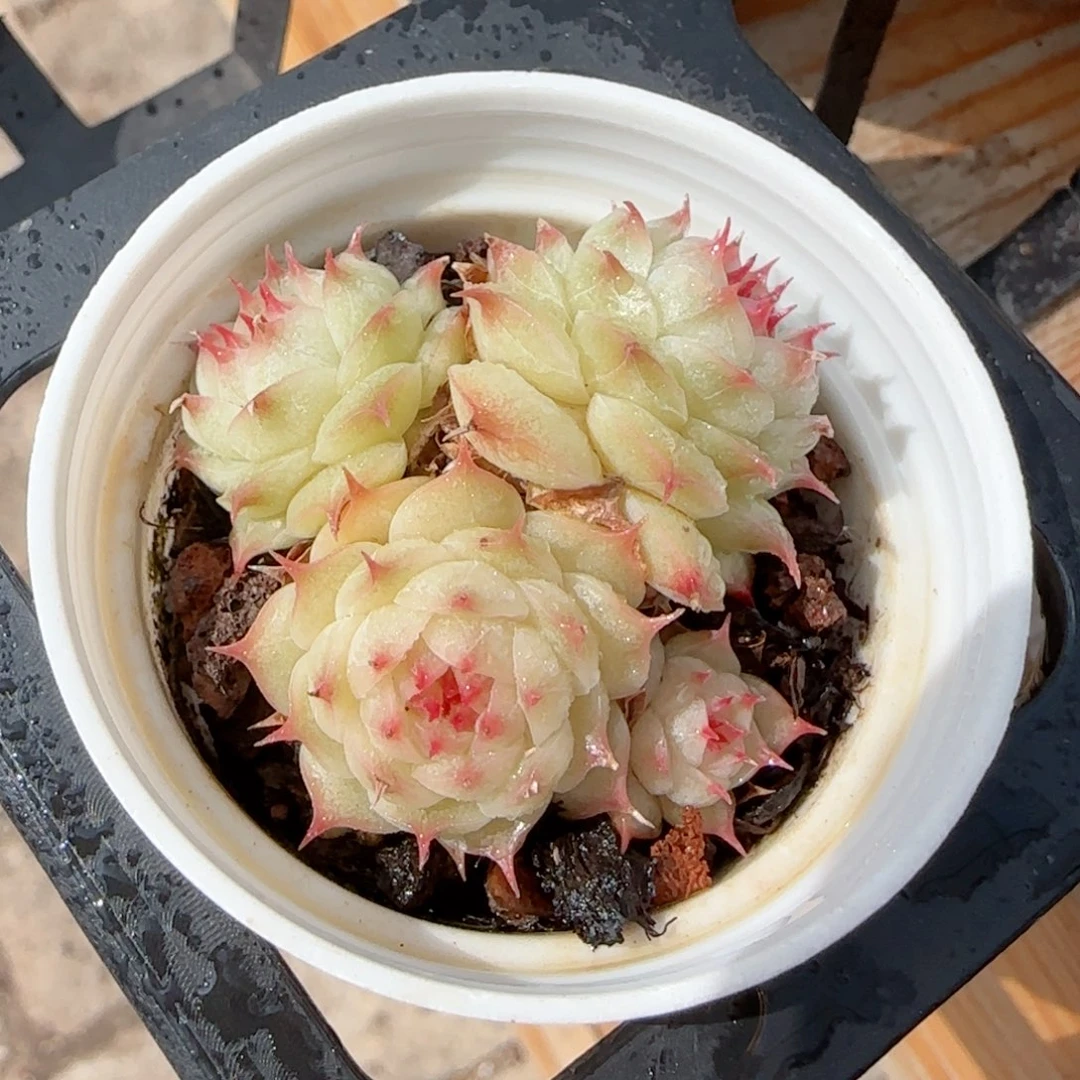 【闪购商品】0211-148海王