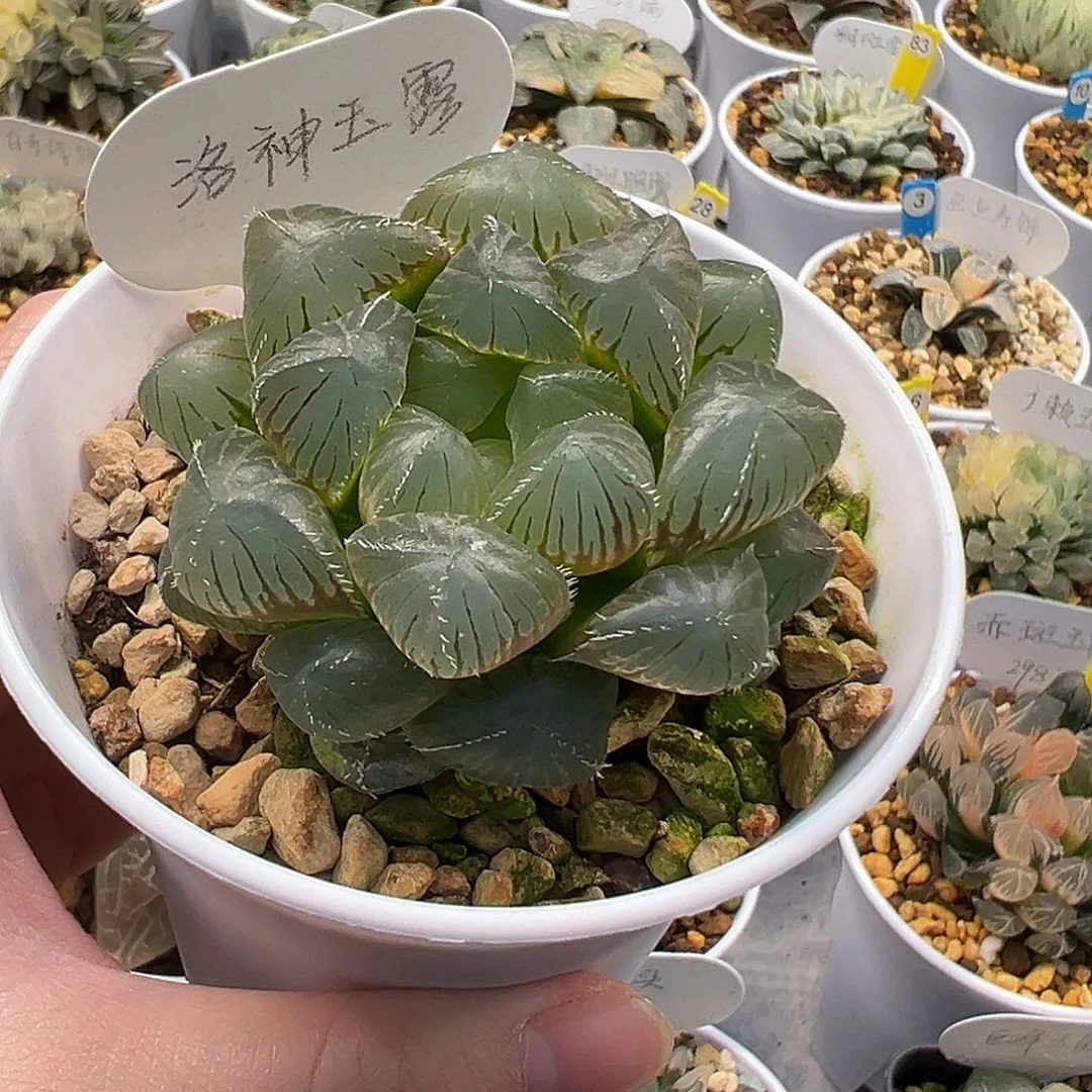 洛神玉露111111111111111