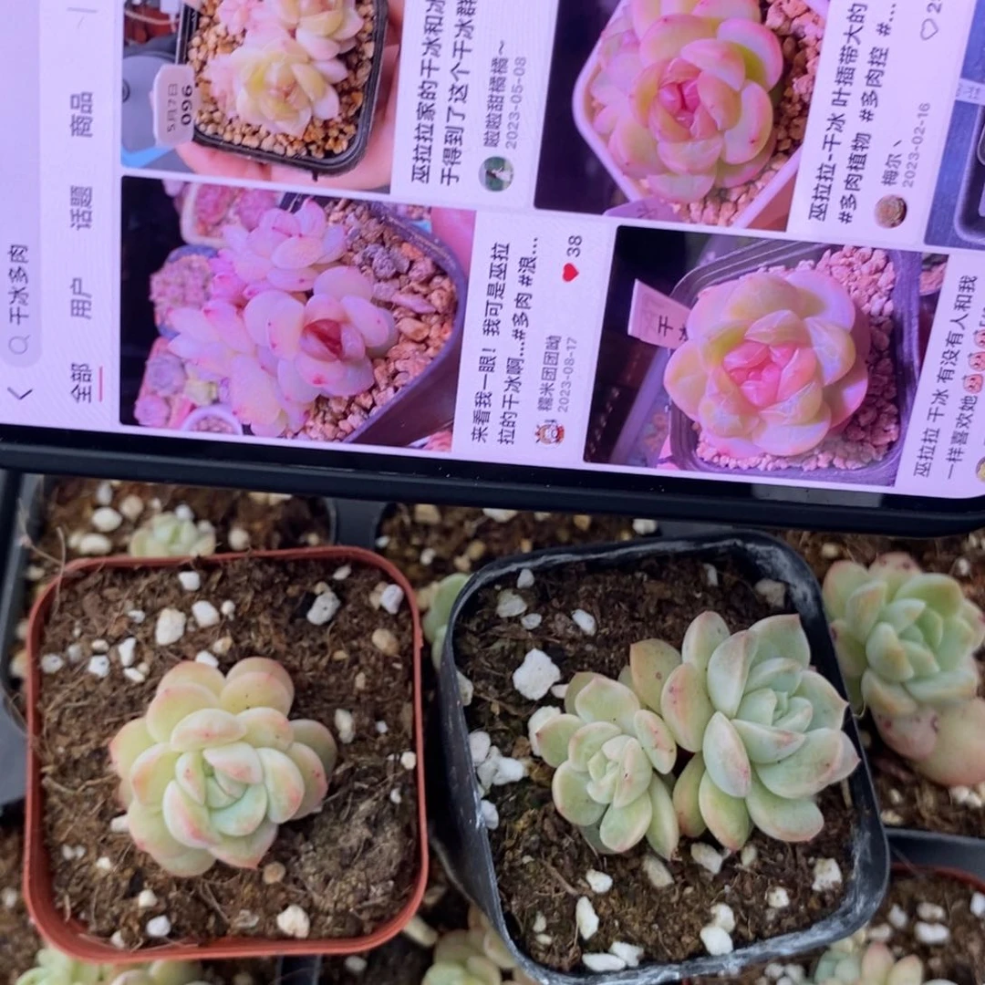 上盆干冰一个多肉量拍单双混发