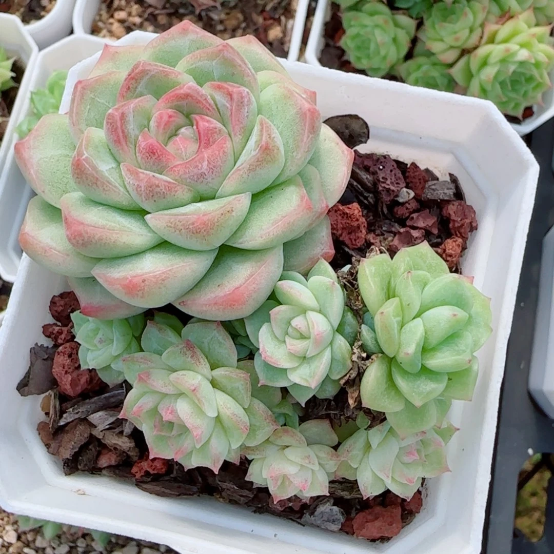 花语逸镜0917-92散