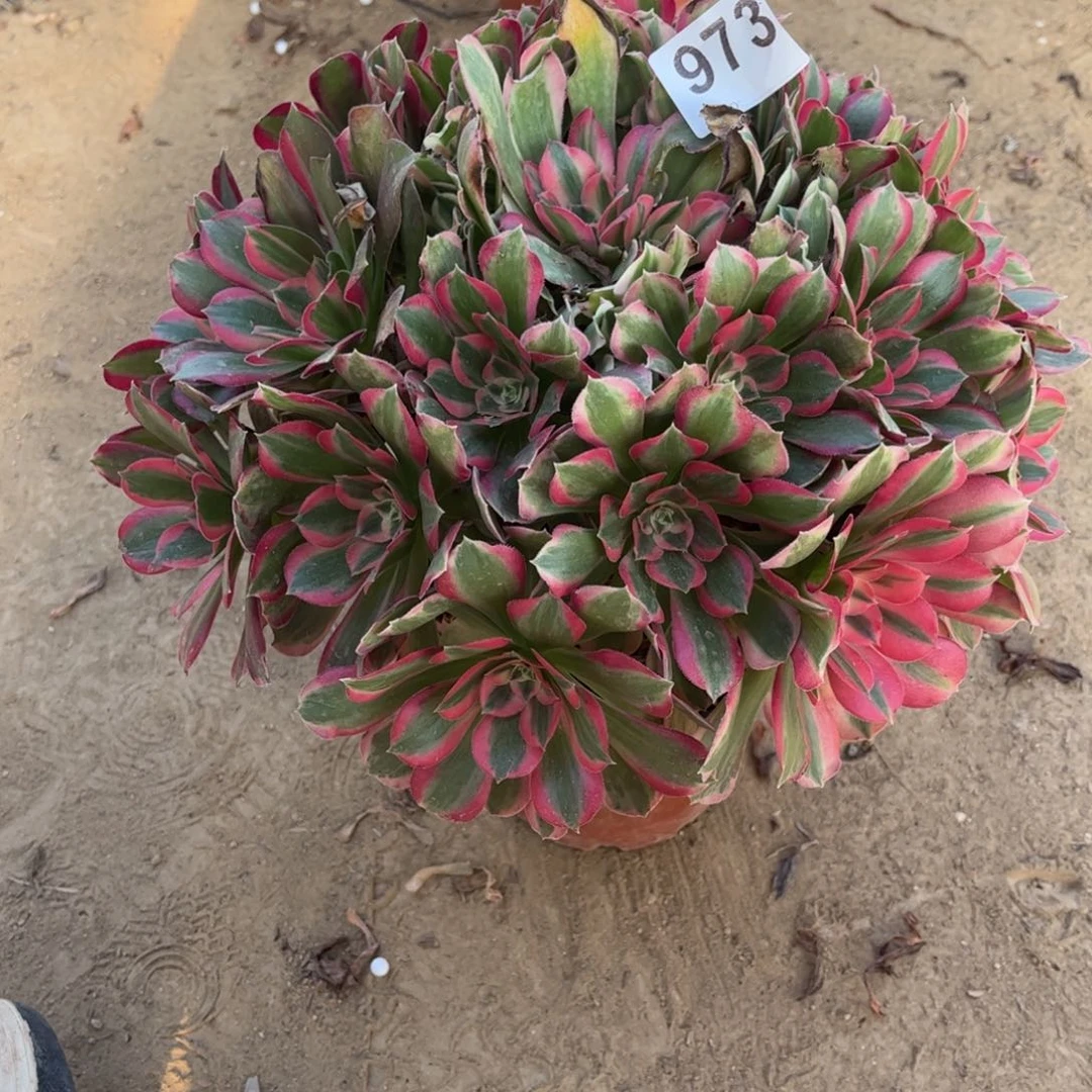 妖月973不包断枝的