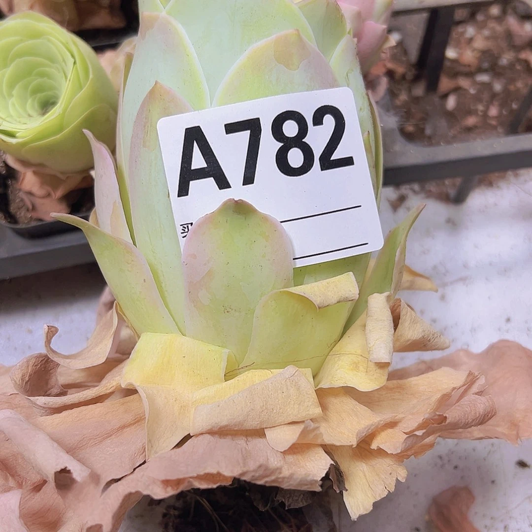 M**迹782超大潘多拉玫瑰一物一拍