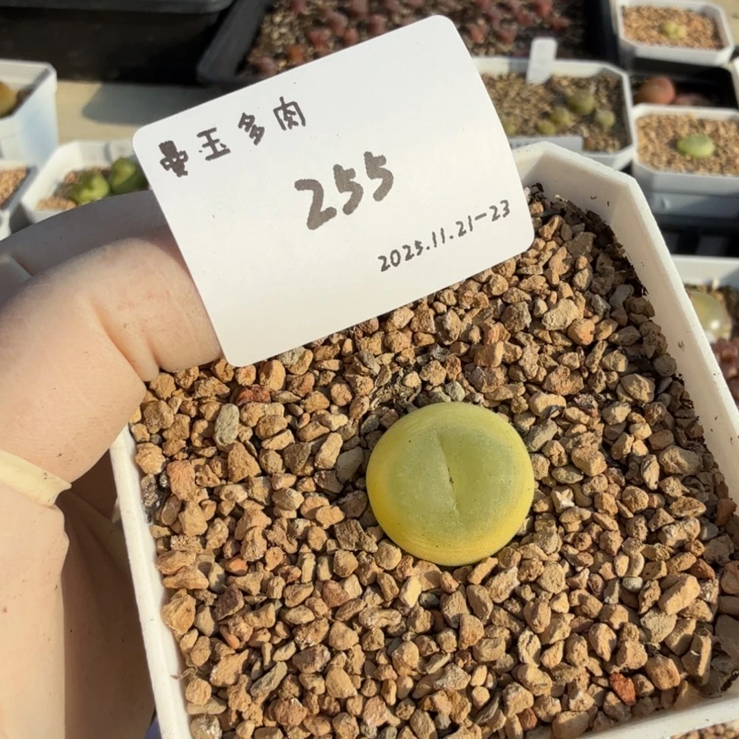 O***多肉多肉多肉11-255