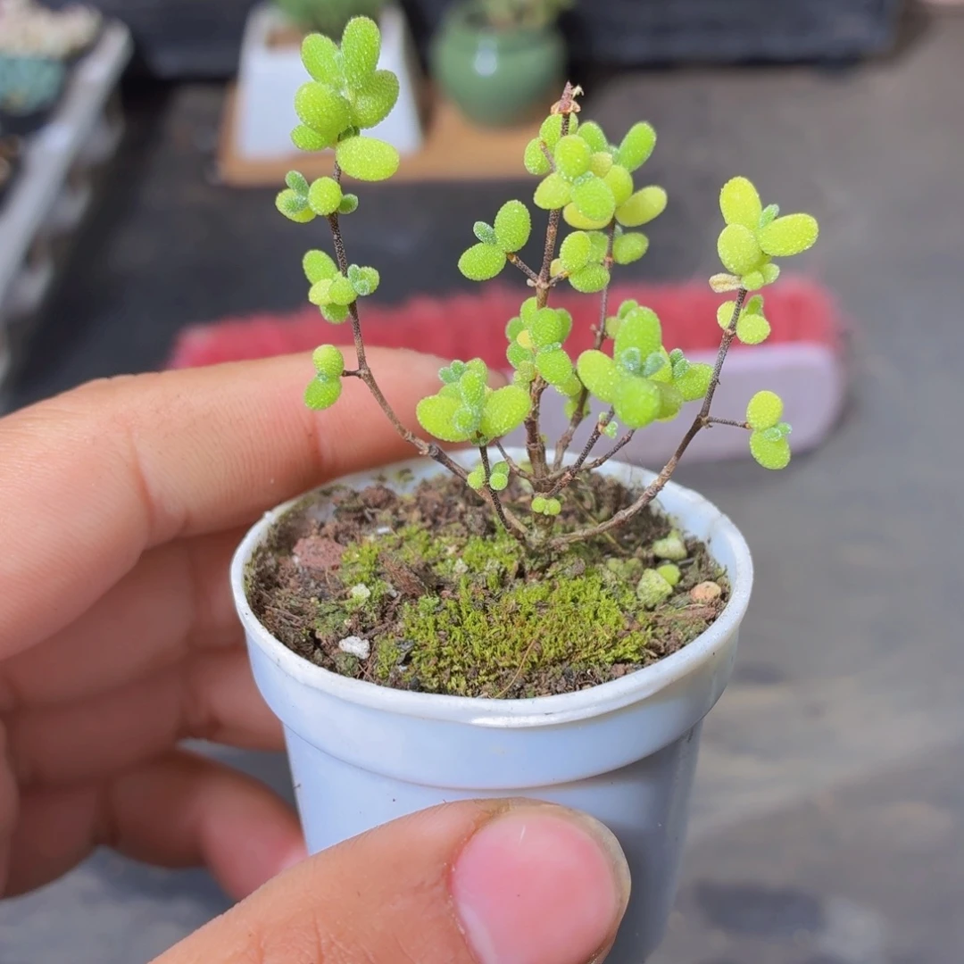 小盆蜜橘糖球多肉9.9包邮发货