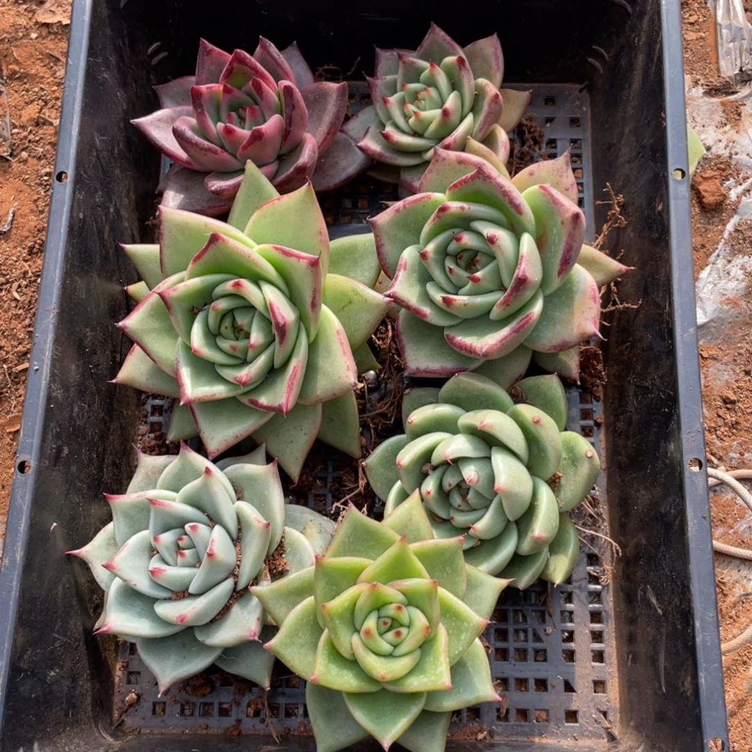 无花朵若如东云单拍E495