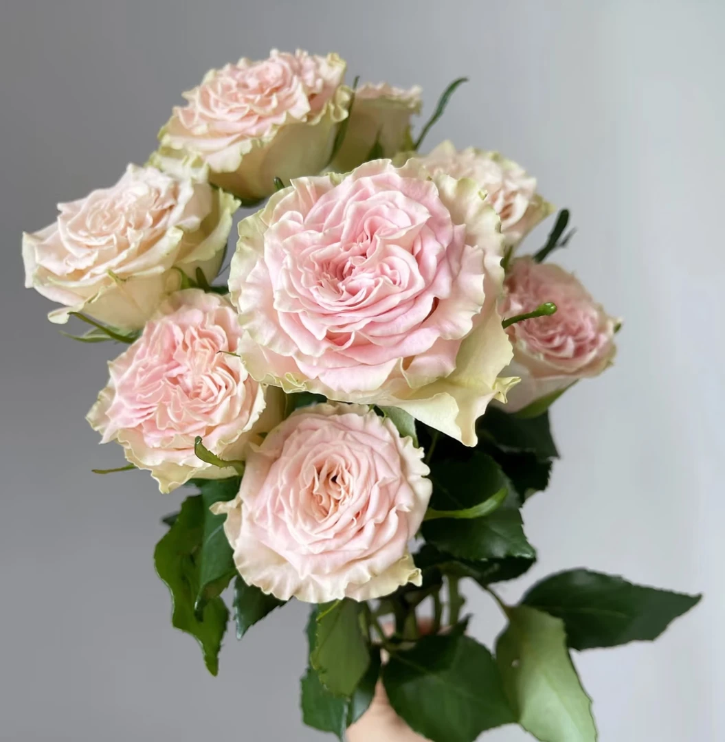 【上官婉儿AK】10枝单头玫瑰  | 全场任意满两单鲜花包邮