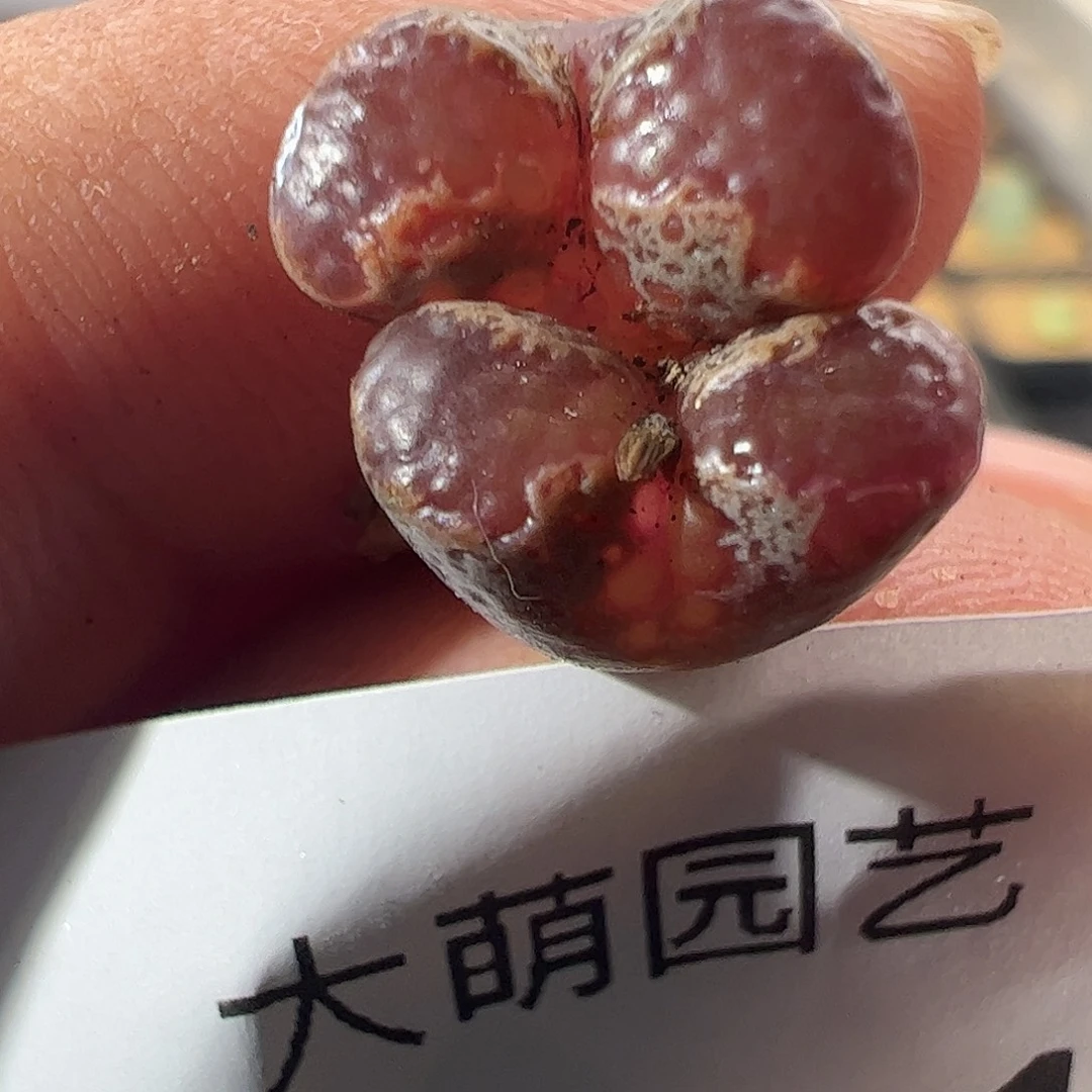 一物一拍。       511