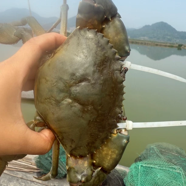 ［现称现改价］正宗鲜活三门青蟹