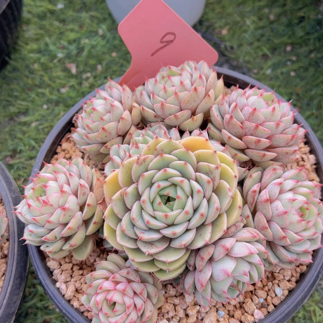 香玉的故事是一个人的故事吗