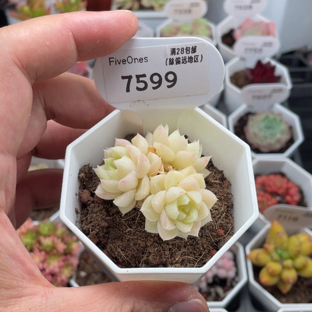 7599白天鹅4.5厘米