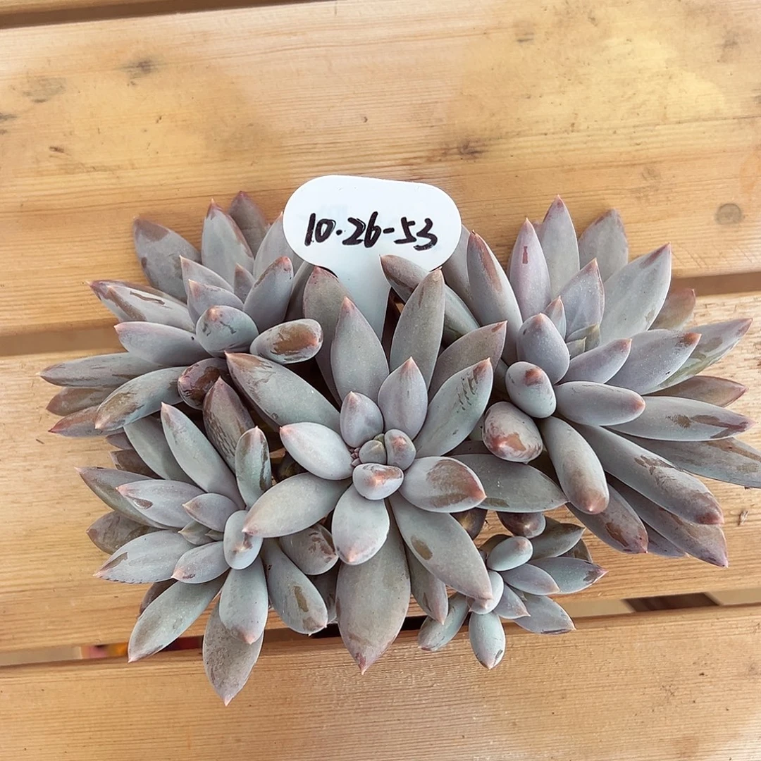 1026-53超胖体哥特群