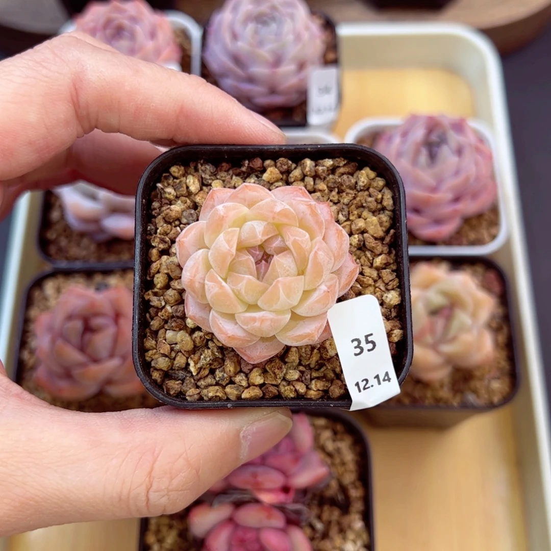 好好看35、哈哈哈哈