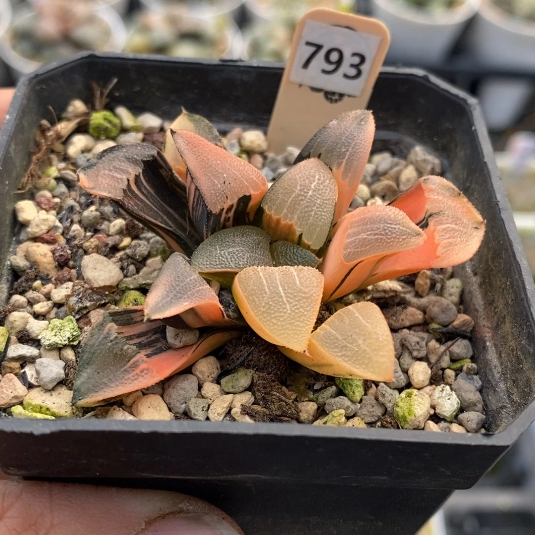 793号和田玉克锦多肉